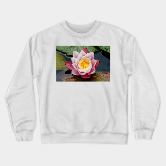 Blooming water lily in summer Crewneck Sweatshirt by Offiinhoki